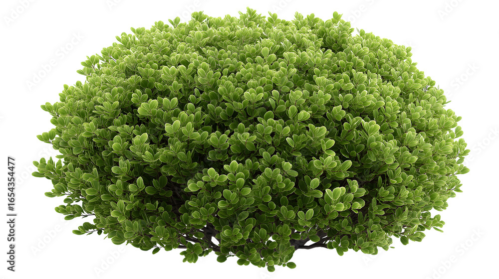 Obraz premium vibrant green bush with dense foliage isolated on white background