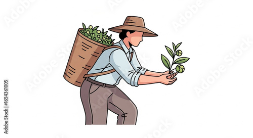 Traditional tea picker harvesting fresh tea leaves in green plantation