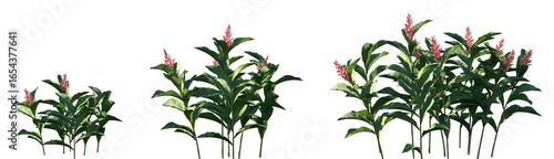 Set of Alpinia purpurata (commonly referred to as red ginger, ostrich plume and pink cone ginger) flowering frontal isolated png on a transparent background perfectly cutout