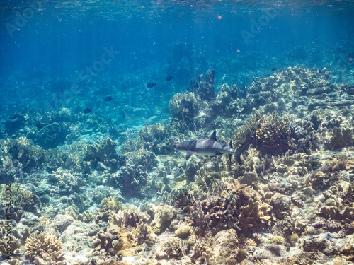 ネムリブカ,
ロウニンアジ,
英名学名科目：Whitetip reef shark, Triaenodon obesus, メジロザメ科,
Giant trevally, GT, Caranx ignobilis, アジ科,
美しいサンゴ礁と熱帯魚の群れ。
沖縄県島尻郡慶良間諸島座間味島嘉比島-2025/6/27
