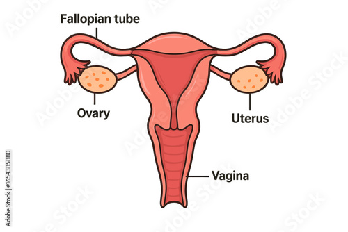 Anatomy of the human female reproductive system. Labeled medical chart with uterus, ovaries, fallopian tubes, vagina. Gynecology, obstetrics & biology education vector.