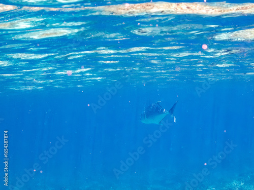 Wallpaper Mural ロウニンアジ,
英名学名科目：Giant trevally, GT, Caranx ignobilis, アジ科,
美しいサンゴ礁と熱帯魚の群れ。
沖縄県島尻郡慶良間諸島座間味島嘉比島-2025/6/27
 Torontodigital.ca