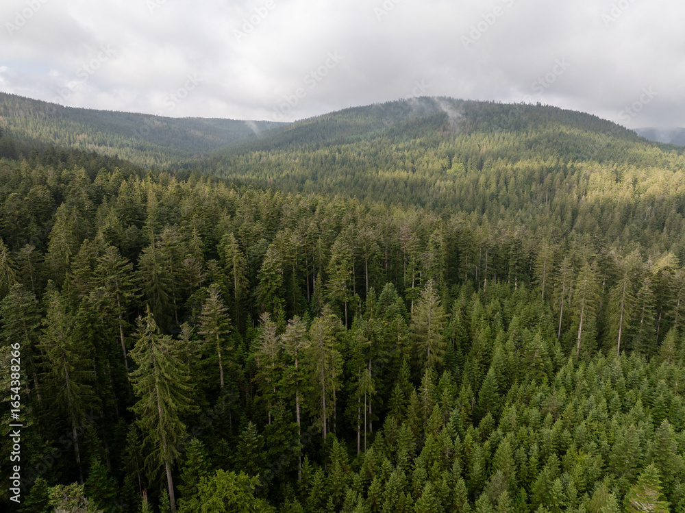 Obraz premium Aerial view of a dense evergreen forest covering the rolling hills of the Black forest region in Germany, showcasing the natural beauty of the area