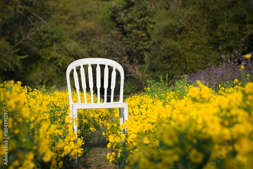 A white chair in the middle of beautiful yellow flower garden