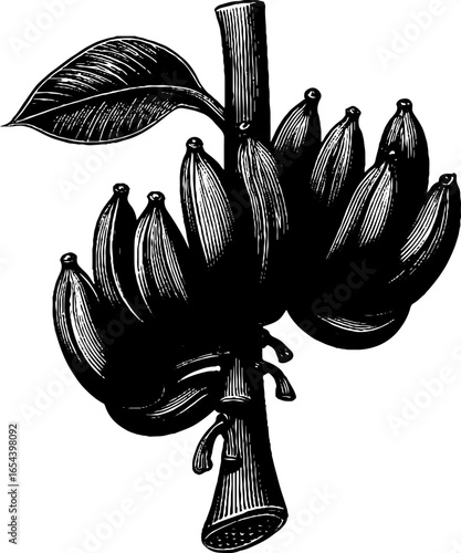 Vintage engraved illustration of banana plant with hanging bananas for botanical design