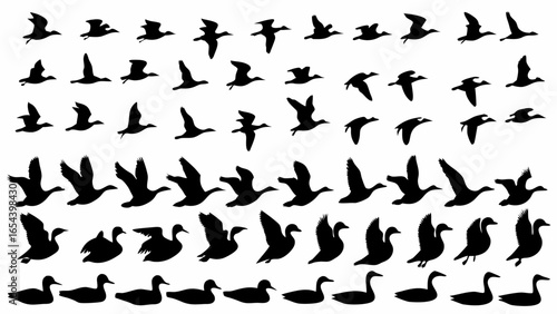 Silhouette depiction of multiple ducks in various stages of flight and swimming postures seen in rows
