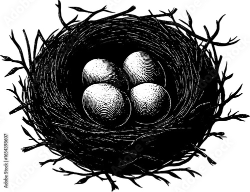Engraved illustration of bird nest with eggs - vintage nature art design for decor and print