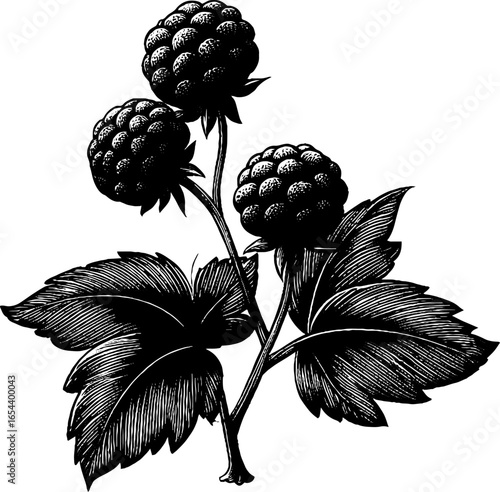 Detailed engraving of cloudberry with leaves for botanical design