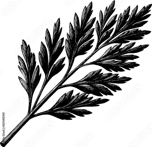 Vintage engraving of feathery dill sprig for botanical design