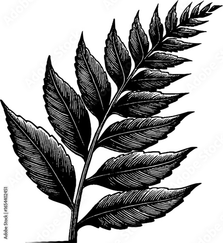 Engraved illustration of bold black fern frond for design and decor