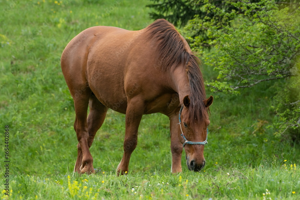 Fototapeta premium A herd of beautiful horses on a green pasture 