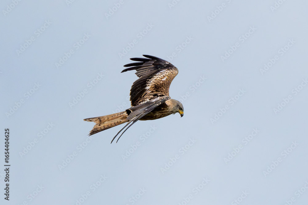 Obraz premium Western Marsh Harrier Flying