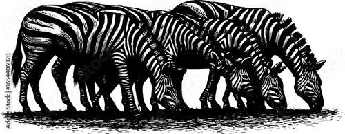 Vintage engraving of grazing zebras in natural habitat scene