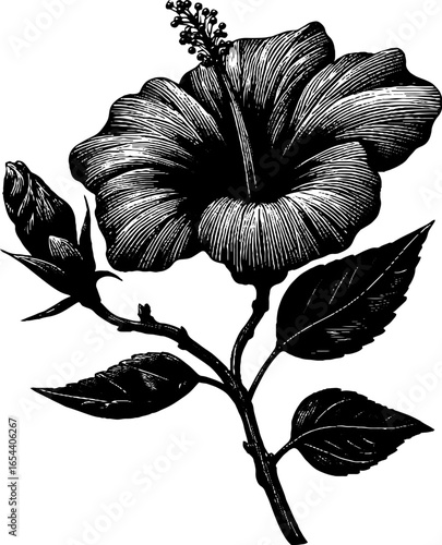 Vintage engraved hibiscus flower illustration for botanical art and design