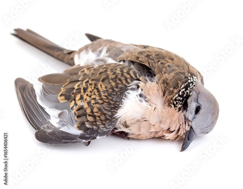 Dead bird on white background