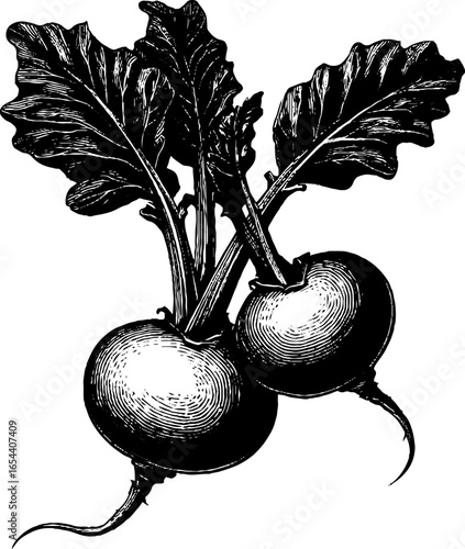 Vintage kohlrabi with stems engraving sketch for retro design poster