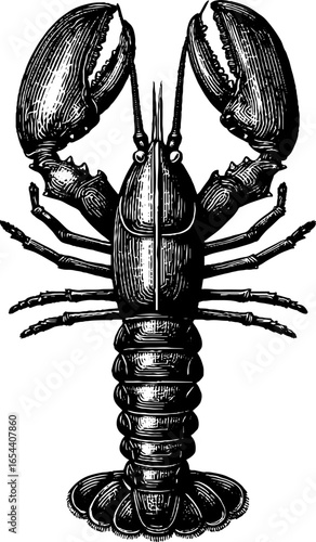 Vintage engraved lobster illustration with detailed segmentation for design and decor