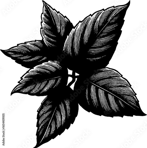 Mint leaves engraved illustration with silhouette. Vintage hand drawn sketch featuring fine engraving.