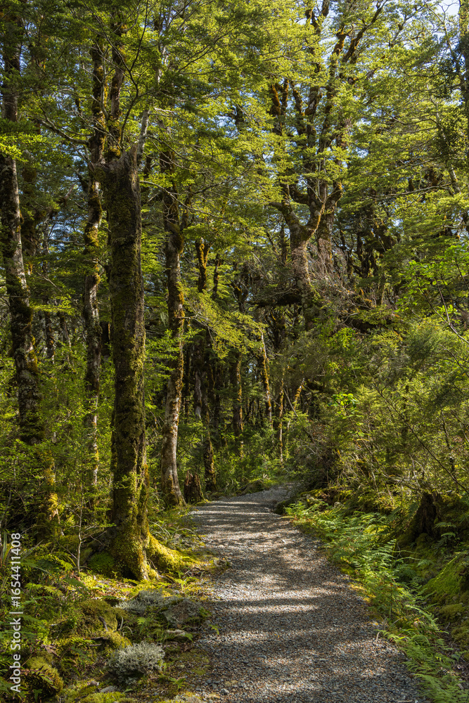 Naklejka premium ニュージーランド アーサーズ・パス国立公園のドブソン・ネイチャー・ウォークの森の中の風景