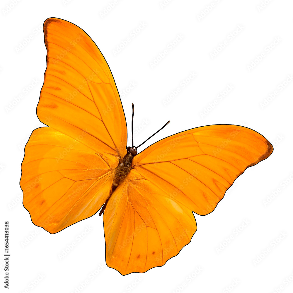 Fototapeta premium Orange butterfly isolated on transparent background