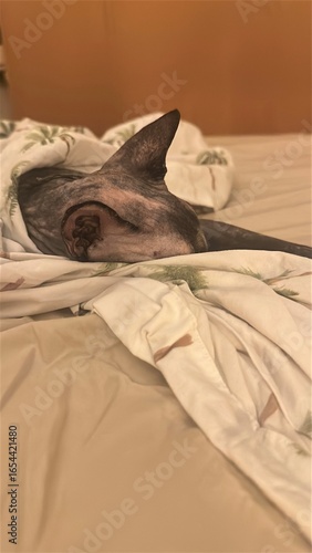 una gata sphynx durmiendo en la cama 