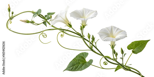 Delicate white morning glory flowers blooming on a twisting vine isolated on transparent background