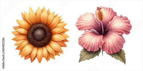 Art of sunflower and hibiscus isolated on white background