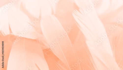 Wallpaper Mural Soft peachy feather texture Torontodigital.ca
