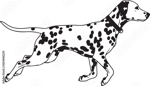 Dalmatian dog running illustration in black and white style