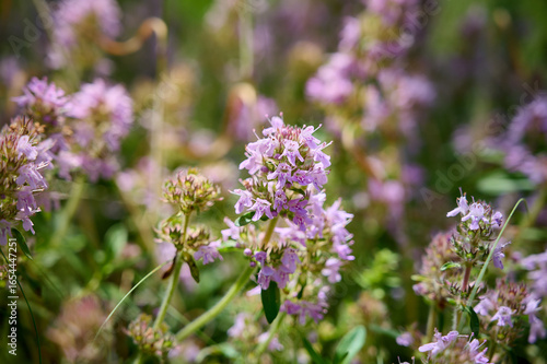 Wallpaper Mural Wild Thymus serpyllum. Medicinal herb.Pink flowers of thyme grow in the field. Torontodigital.ca
