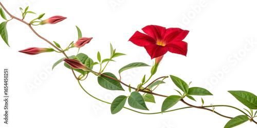 Vibrant red dipladenia flower with green leaves and buds isolated on transparent background