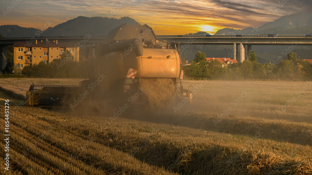 Fototapeta premium Combine harvester harvesting wheat in a field at sunset, near a highway bridge and residential buildings