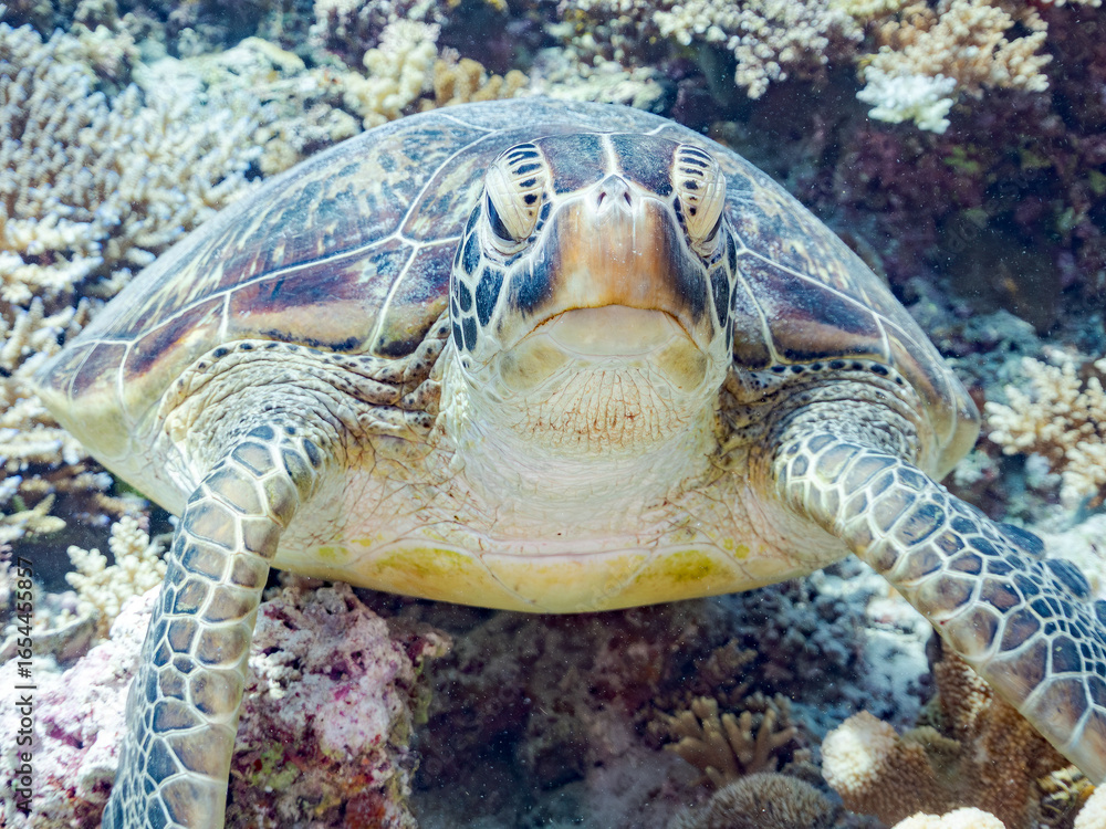 Fototapeta premium 素晴らしいサンゴ礁をゆったり泳ぐ大きく美しいアオウミガメ（ウミガメ科） 英名学名：Green Turtle, Green Sea Turtle (Chelonia mydas) 沖縄県島尻郡慶良間諸島座間味島阿嘉島-2025/6/27 