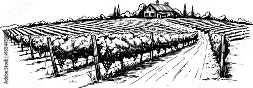 Hand drawn vineyard landscape. Isolated on white background. Vintage style vector illustration
