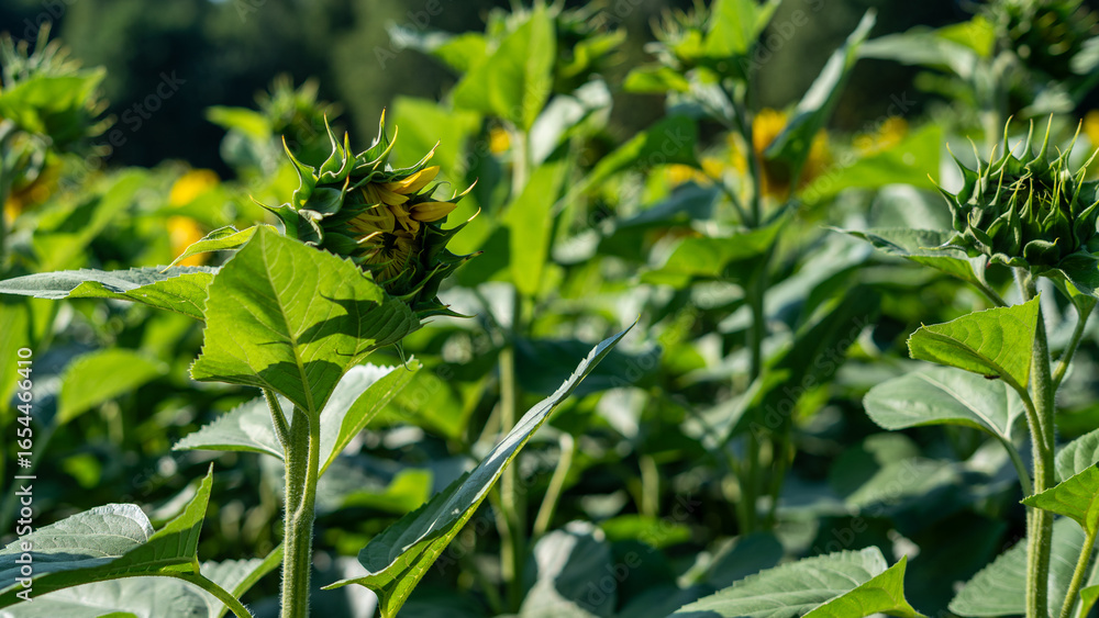 Obraz premium Green Sunflower Plant with Buds in Summer Field