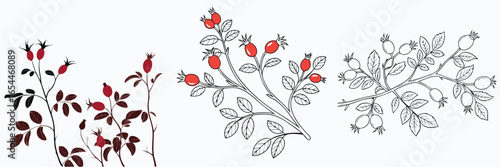 Rosehip Branches with Berries Illustration Black Silhouette, Outlines, and Colored Red Berries on White