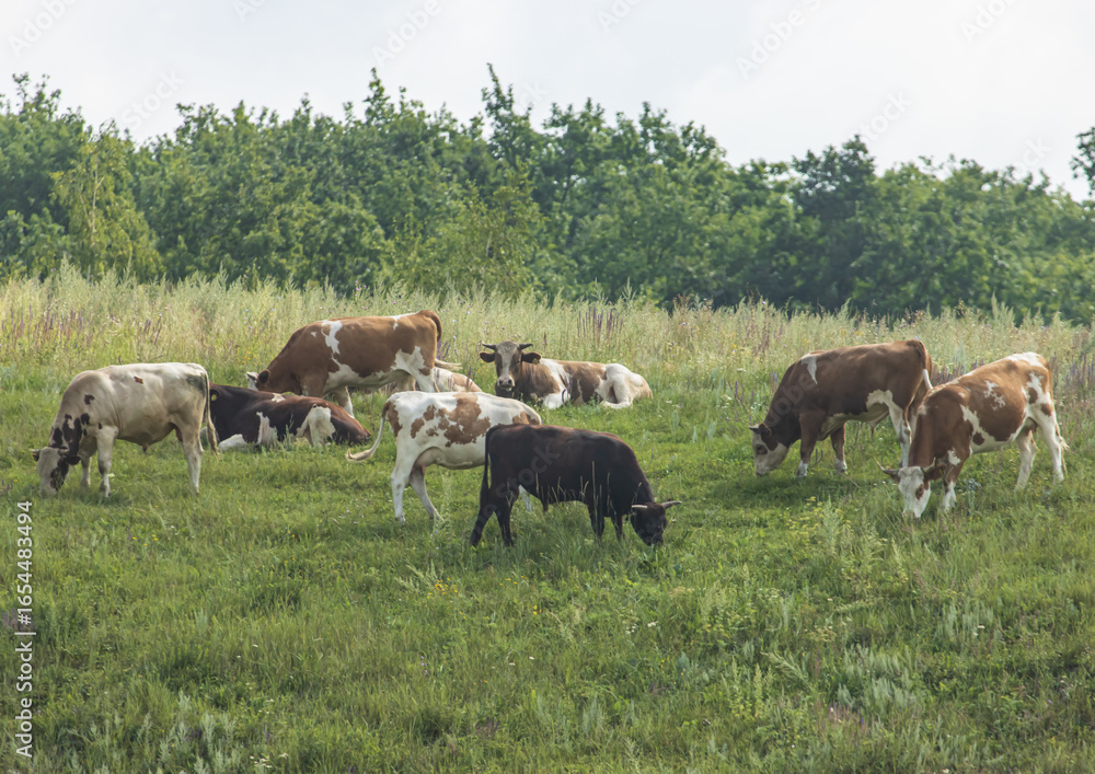 Fototapeta premium A herd of cows are grazing in a field