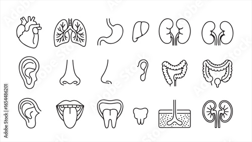 Human anatomy organ and body part icons vector illustration
