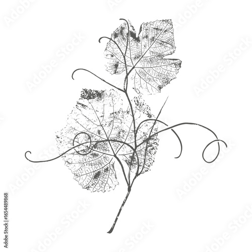 Dark print grapevine, grape leaves with curly tendrils, botanical stamp on white background.