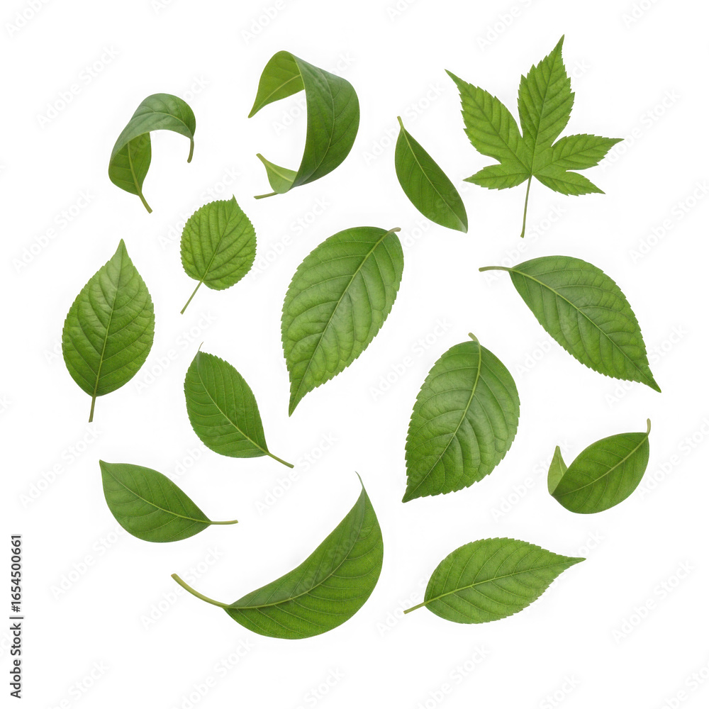 Collection of assorted green leaves arranged in a circular pattern detailed texture and veins transparent background Collection of assorted green leaves arranged in a circular pattern detailed texture and veins transparent background