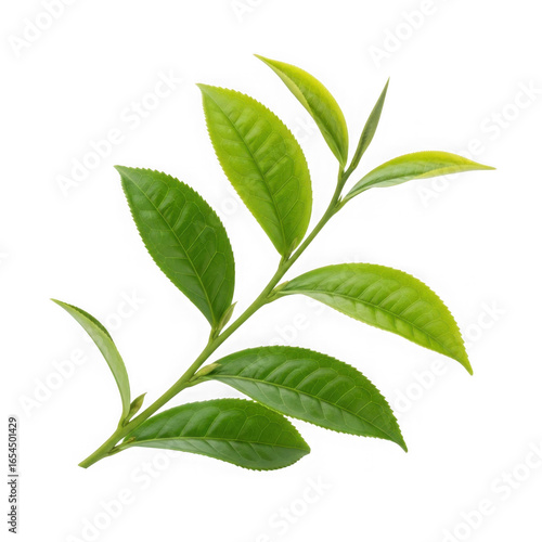 Fresh green tea leaves branch isolated for beverage and wellness marketing transparent background