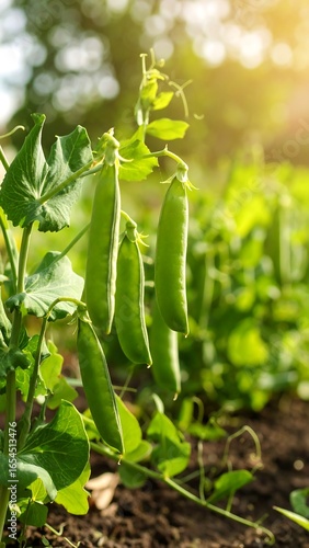 Green peas growing in a garden
