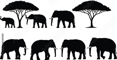 Silhouettes of African elephants walking near acacia trees, wildlife nature scene, safari animal group in savannah, black and white vector art, Africa wildlife background
