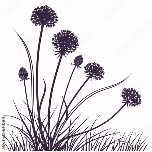 allium sphaerocephalon vector