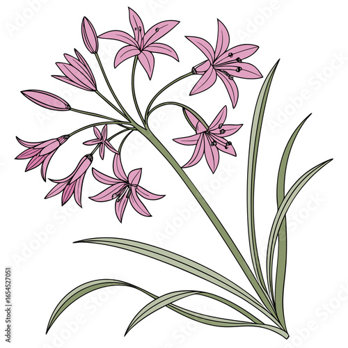 vector illustration of allium oreophilum