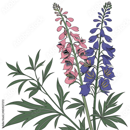 vector illustration of aconitum forex