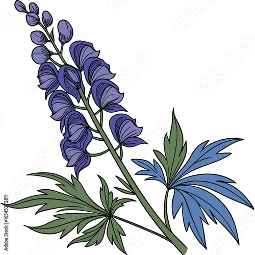 aconitum forex on white background