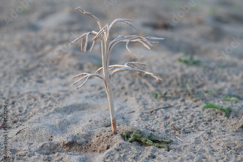 Fallen soldier under defoliated tree