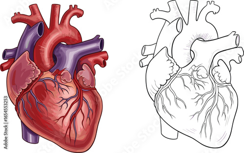 Human heart anatomy illustration, colored and outline vector, medical organ diagram, educational cardiac drawing, black and white heart sketch