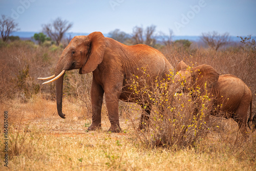 Red African Elephant in Tsavo National Park